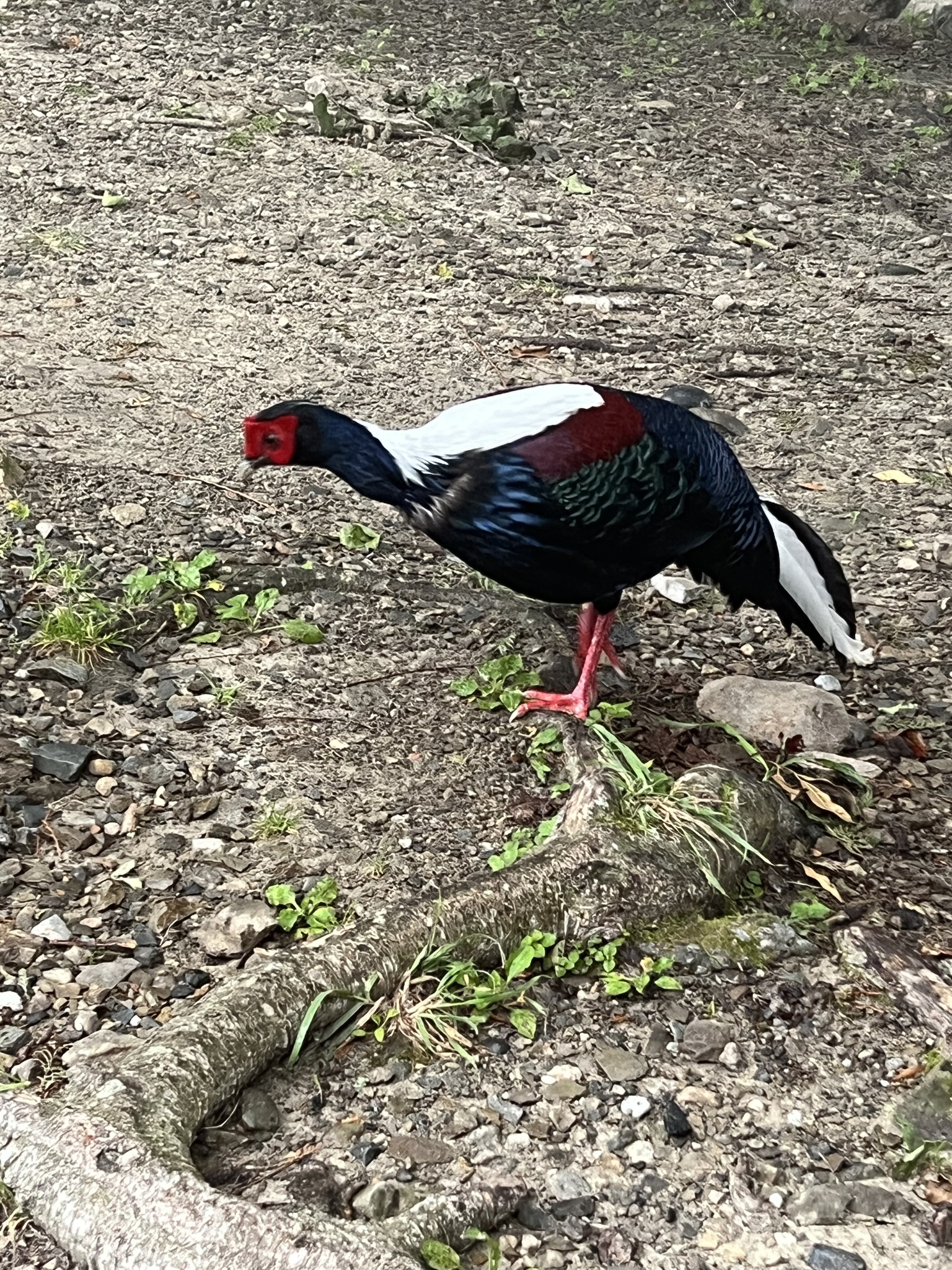 Swinhoe's Pheasant