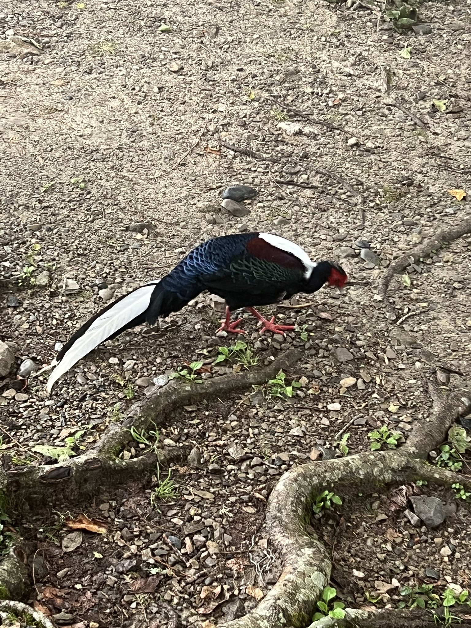Swinhoe's Pheasant