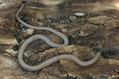 Tantilla hobartsmithi