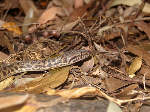 Spotted Python sighting