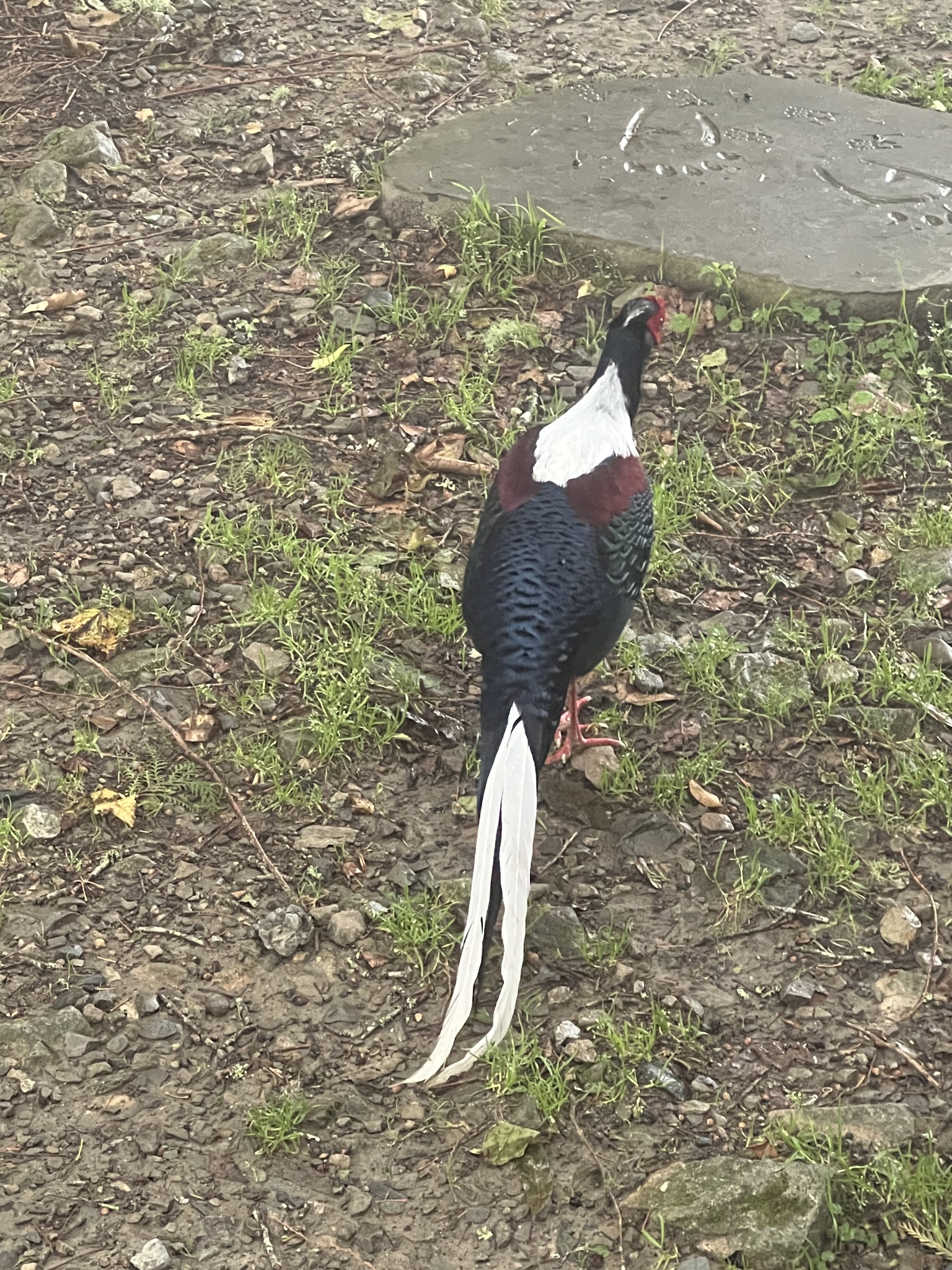 Swinhoe's Pheasant