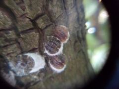 Pulvinaria regalis