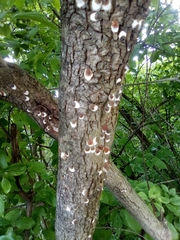 Pulvinaria regalis