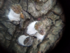 Pulvinaria regalis