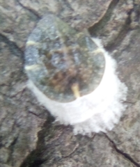 Pulvinaria regalis