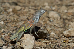 Cophosaurus texanus scitulus