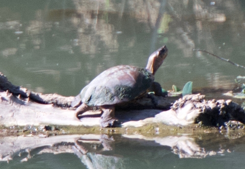 Western Pond Turtles