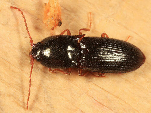 Ascoliocerus