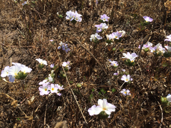 Leptosiphon grandiflorus