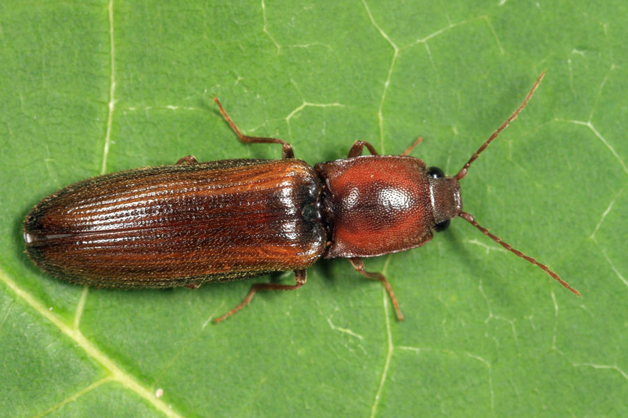 Red-fronted Click Beetle
