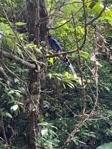 Taiwan Blue Magpie (Urocissa caerulea), photo 8