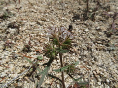 Phacelia mohavensis