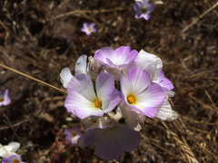 Leptosiphon grandiflorus