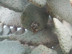 Consolea moniliformis