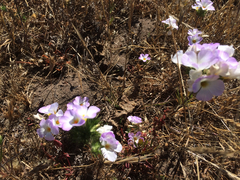 Leptosiphon grandiflorus