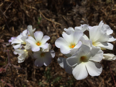 Leptosiphon grandiflorus