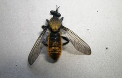Laphria sericea