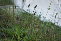 Plantago lanceolata
