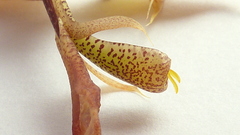 Gongora meneziana