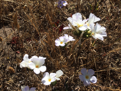 Leptosiphon grandiflorus