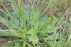 Plantago lanceolata
