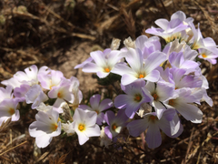 Leptosiphon grandiflorus