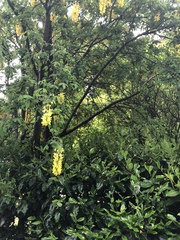 Laburnum anagyroides