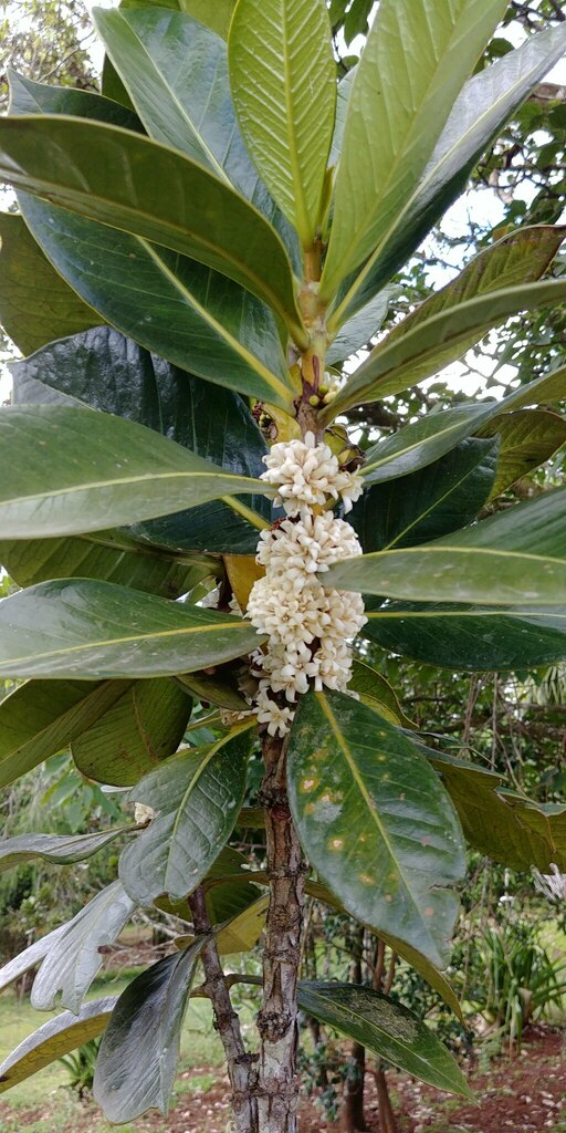 Coffea macrocarpa