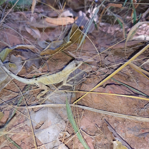 Brazilian Anole