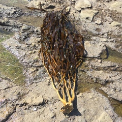 Lessonia trabeculata