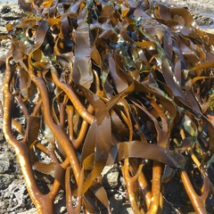 Lessonia trabeculata