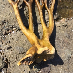 Lessonia trabeculata