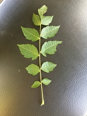 Koelreuteria paniculata