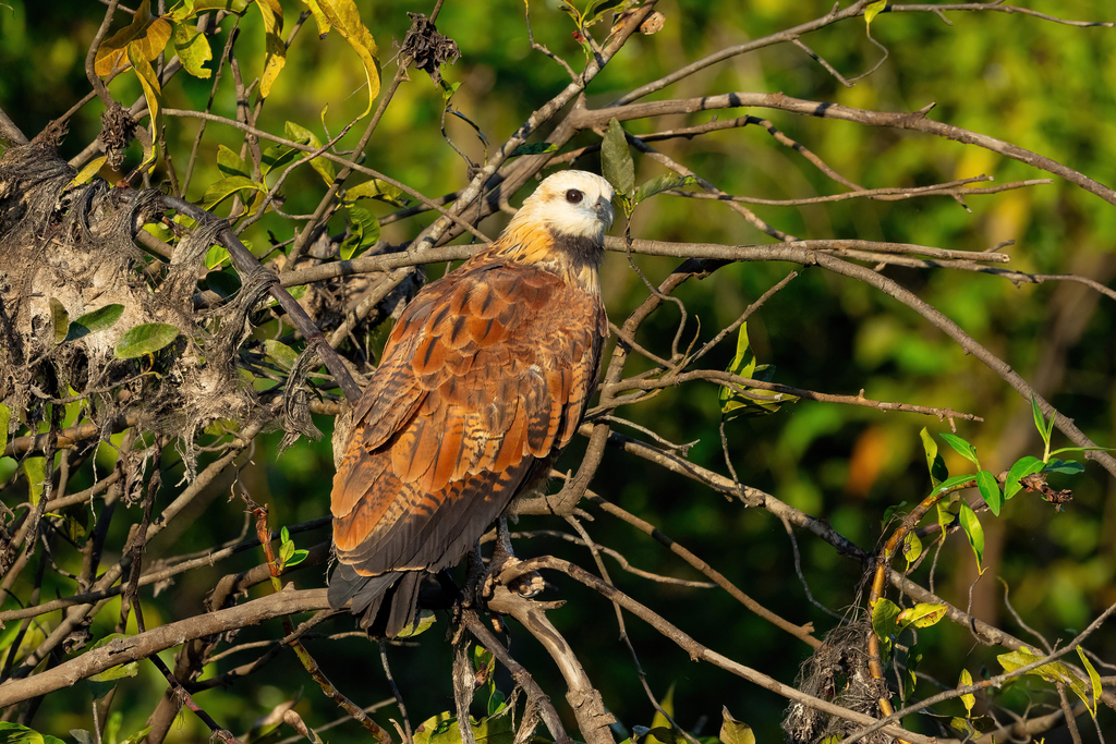 Black-collared Hawk