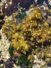 Colpomenia tuberculata