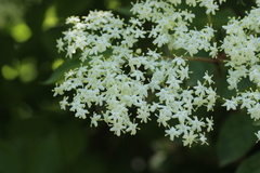 Sambucus nigra