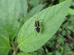 Hypselonotus linea