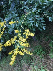 Koelreuteria paniculata