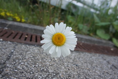 Leucanthemum