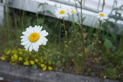 Leucanthemum