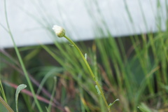 Leucanthemum