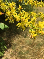 Koelreuteria paniculata