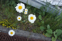 Leucanthemum