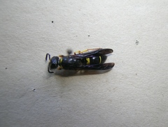 Ancistrocerus spinolae