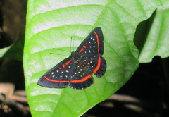 Amarynthis meneria