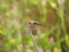 Trithemis annulata