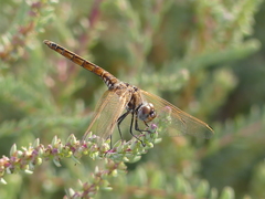 Trithemis annulata