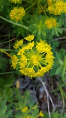 Esula