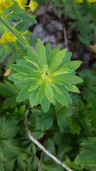 Esula