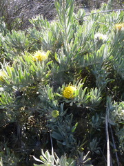 Leucospermum tomentosum
